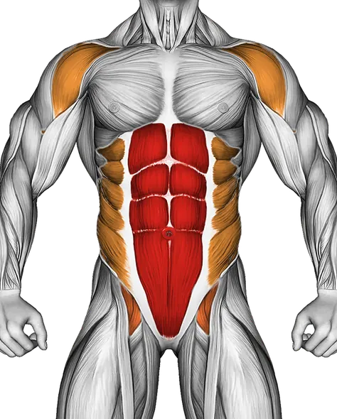 Front Plank with Arm and Leg Lift — Muscles worked: Core, Front delts, Obliques, Glutes (Front)