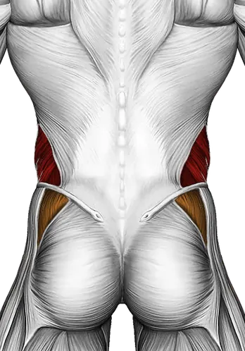 Dumbbell Side Bridge — Muscles worked: Obliques, Abductors (Back)