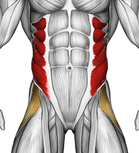 Dumbbell Side Bridge — Muscles worked: Obliques, Abductors (Front)