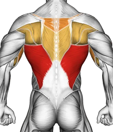 Pull-Up (Negative) — Muscles worked: Lats, Upper back, Biceps, Core (Back)