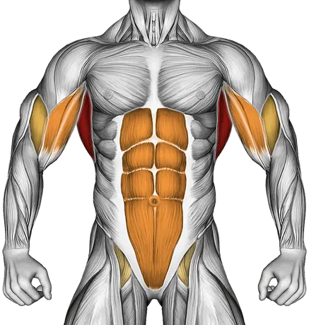 Pull-Up (Negative) — Muscles worked: Lats, Upper back, Biceps, Core (Front)