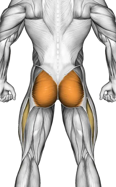 Lying Leg Raise — Muscles worked: Core, Glutes, Abductors, Quadriceps (Back)