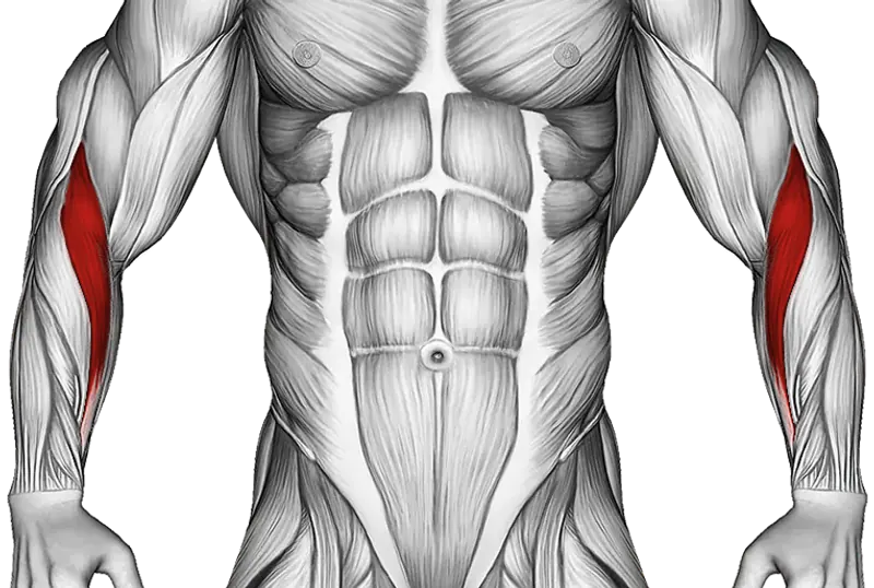 Dumbbell Over Bench Neutral Wrist Curl — Muscles worked: Forearms