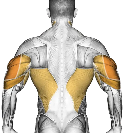 How to Build a Bigger Chest — Muscles worked: Chest, Front delts, Triceps, Lats, Biceps, Neck (Back)