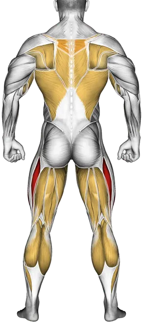 Zone 2 Cardio: What It Is, Benefits and How Much You Need — Muscles worked: Quadriceps, Upper back, Front delts, Lats, Biceps, Core, Adductors, Hamstrings, Calves (Back)