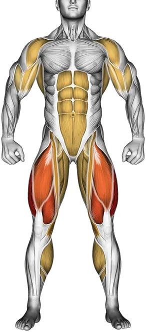 Zone 2 Cardio: What It Is, Benefits and How Much You Need — Muscles worked: Quadriceps, Upper back, Front delts, Lats, Biceps, Core, Adductors, Hamstrings, Calves (Front)