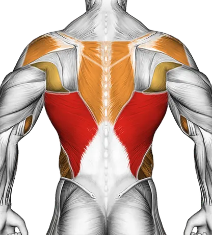 Cable One Arm Lat Pulldown — Muscles worked: Lats, Rear delts, Upper back, Biceps, Forearms, Obliques (Back)