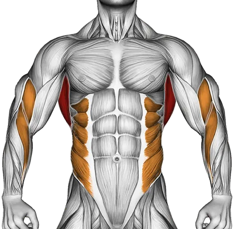 Cable One Arm Lat Pulldown — Muscles worked: Lats, Rear delts, Upper back, Biceps, Forearms, Obliques (Front)