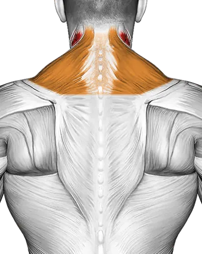 Scapula Dips — Muscles worked: Neck, Serratus, Traps (Back)