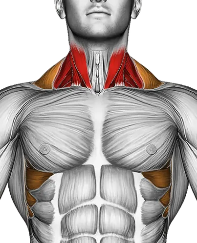 Scapula Dips — Muscles worked: Neck, Serratus, Traps (Front)