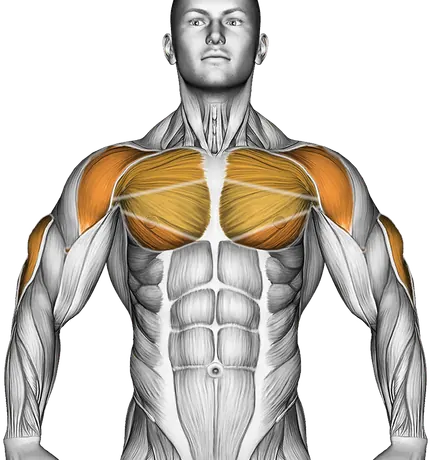 Reverse Dip — Muscles worked: Triceps, Chest, Front delts (Front)