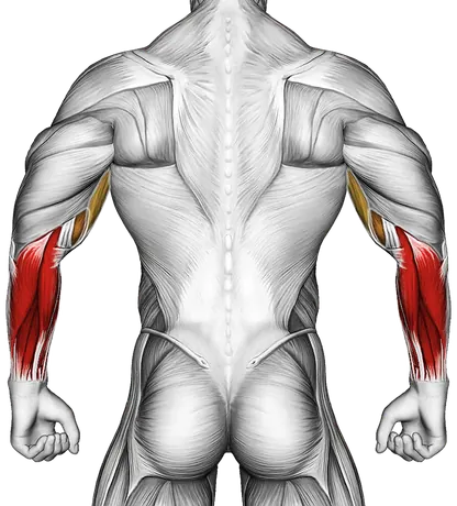 How to Build Bigger Forearms — Muscles worked: Forearms, Biceps (Back)