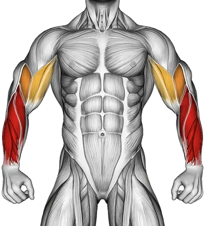 How to Build Bigger Forearms — Muscles worked: Forearms, Biceps (Front)