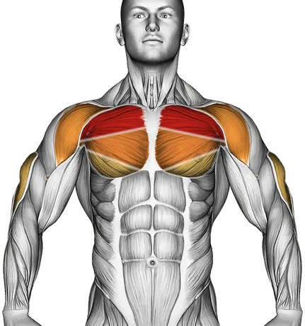 Dumbbell Press Form: Chest and Shoulder Technique — Muscles worked: Chest, Front delts, Triceps (Front)