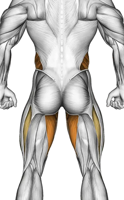 Hanging Straight Leg Hip Raise — Muscles worked: Core, Obliques, Quadriceps, Adductors (Back)