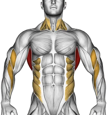 Lat Pulldown Form: How to Train Your Back Properly — Muscles worked: Lats, Rear delts, Upper back, Biceps, Forearms, Obliques, Neck (Front)