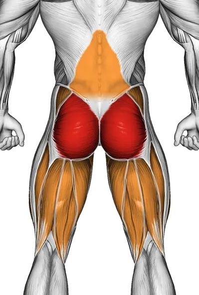 Pigeon Hip Stretch — Muscles worked: Glutes, Core, Lower back, Abductors, Quadriceps, Adductors, Hamstrings (Back)