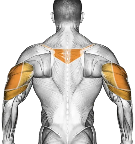 Push-Up Plus — Muscles worked: Serratus, Chest, Front delts, Upper back, Triceps (Back)