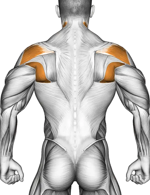 Barbell Standing Ab Rollout — Muscles worked: Core, Rear delts, Lats, Neck (Back)