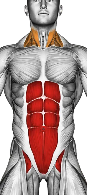 Barbell Standing Ab Rollout — Muscles worked: Core, Rear delts, Lats, Neck (Front)