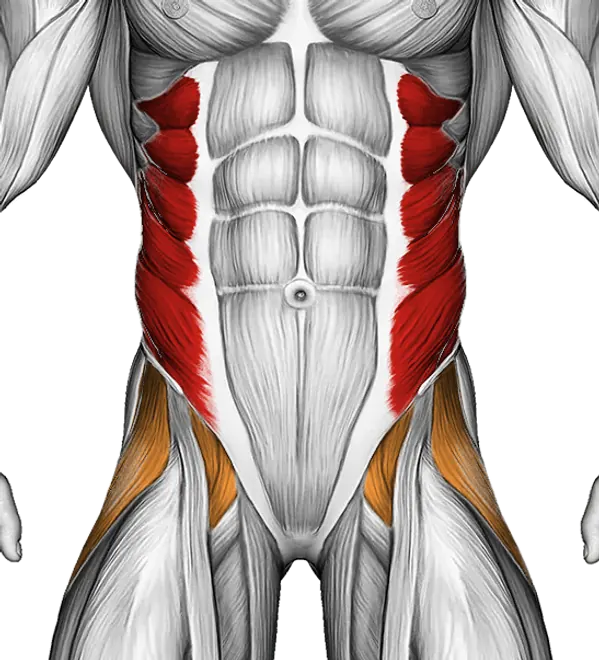 Cable Twist — Muscles worked: Obliques, Core, Abductors