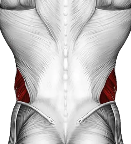 Cable Side Crunch — Muscles worked: Obliques (Back)