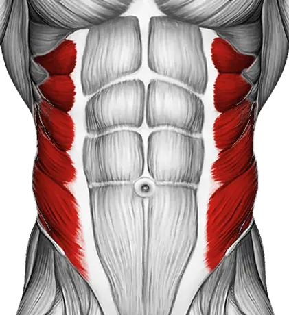Cable Side Crunch — Muscles worked: Obliques (Front)