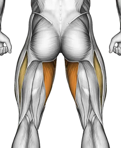 Flutter Kicks (Version 3) — Muscles worked: Core, Abductors, Quadriceps, Adductors (Back)