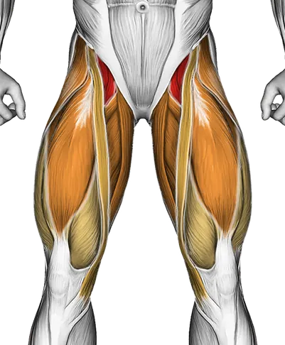 Flutter Kicks (Version 3) — Muscles worked: Core, Abductors, Quadriceps, Adductors (Front)