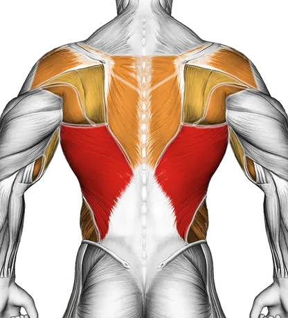 Commando Pull-Up — Muscles worked: Lats, Rear delts, Upper back, Biceps, Forearms, Obliques (Back)