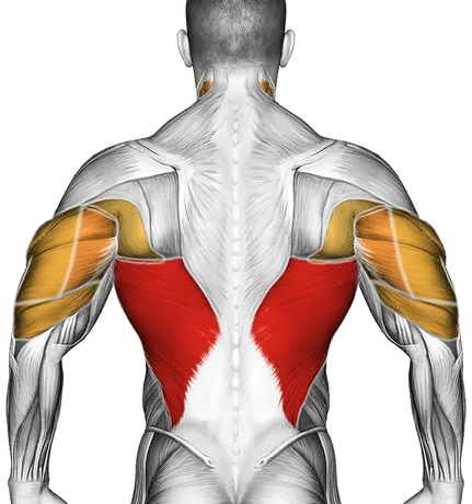 Cable Lying Extension Pullover (with Rope Attachment) — Muscles worked: Lats, Triceps, Neck (Back)