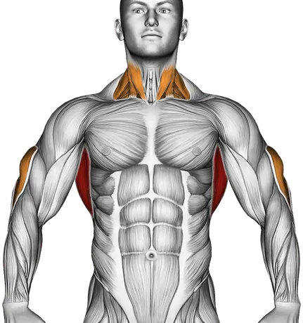 Cable Lying Extension Pullover (with Rope Attachment) — Muscles worked: Lats, Triceps, Neck (Front)