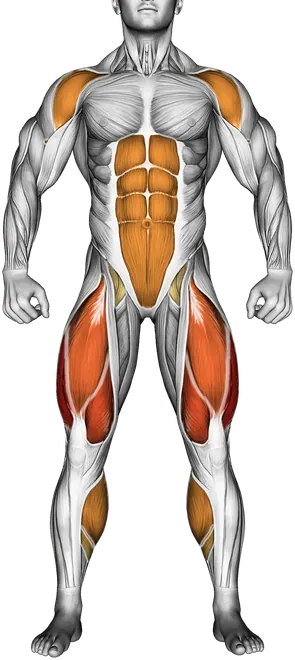 Burpee — Muscles worked: Quadriceps, Front delts, Core, Calves (Front)