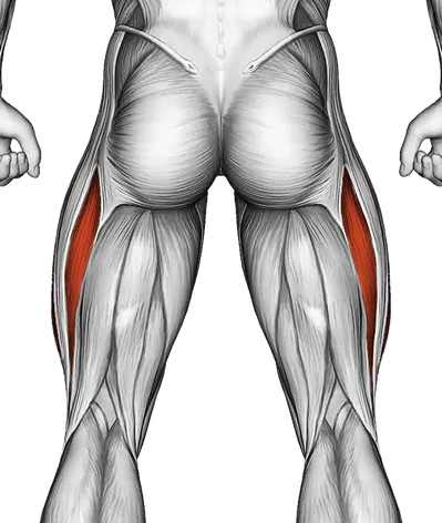 Resistance Band Leg Extension — Muscles worked: Quadriceps (Back)