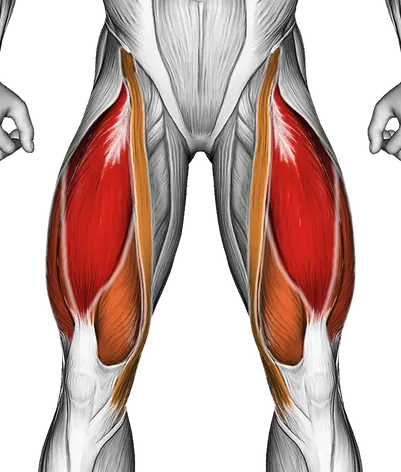 Resistance Band Leg Extension — Muscles worked: Quadriceps (Front)