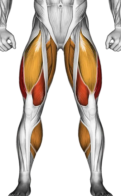 Dumbbell Step Up — Muscles worked: Quadriceps, Glutes, Adductors, Hamstrings, Calves (Front)