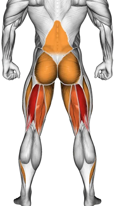 Barbell Deadlift — Muscles worked: Hamstrings, Lower back, Glutes, Quadriceps, Adductors, Calves (Back)