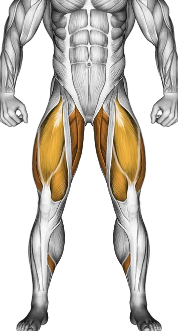 Barbell Deadlift — Muscles worked: Hamstrings, Lower back, Glutes, Quadriceps, Adductors, Calves (Front)