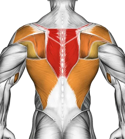 Inverted Row — Muscles worked: Upper back, Rear delts, Lats, Biceps, Forearms (Back)