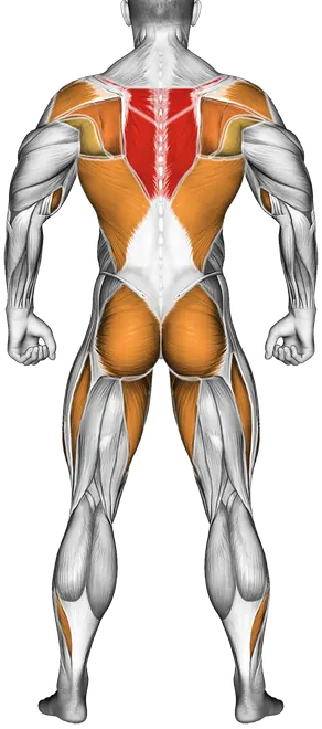 Cable Squat Row (with Rope Attachment) — Muscles worked: Upper back, Rear delts, Lats, Biceps, Forearms, Glutes, Quadriceps, Adductors, Calves (Back)