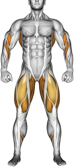 Cable Squat Row (with Rope Attachment) — Muscles worked: Upper back, Rear delts, Lats, Biceps, Forearms, Glutes, Quadriceps, Adductors, Calves (Front)