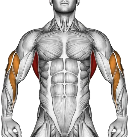 Assisted Close Grip Underhand Chin-Up — Muscles worked: Lats, Rear delts, Upper back, Biceps, Triceps, Forearms (Front)