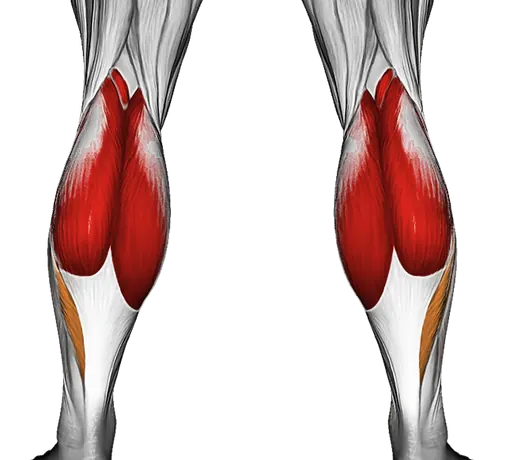 Kettlebell Standing Calf Raise — Muscles worked: Calves (Back)