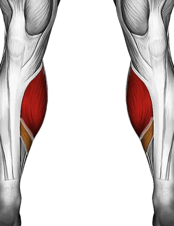 Kettlebell Standing Calf Raise — Muscles worked: Calves (Front)