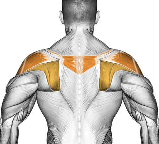 Band Warm Up Shoulder Stretch — Muscles worked: Front delts, Chest, Side delts, Rear delts, Upper back (Back)