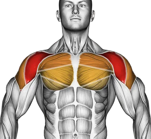 Band Warm Up Shoulder Stretch — Muscles worked: Front delts, Chest, Side delts, Rear delts, Upper back (Front)