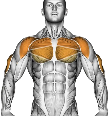 Barbell Incline Close Grip Bench Press — Muscles worked: Triceps, Chest, Front delts (Front)
