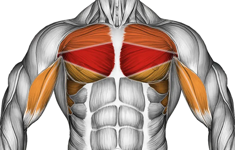 Lever Seated Fly — Muscles worked: Chest, Serratus, Biceps
