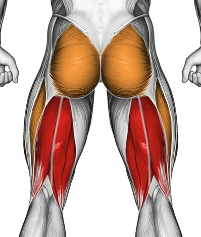 Roll Peroneal (Single Leg) Side Lying on Floor — Muscles worked: Hamstrings, Glutes, Quadriceps (Back)