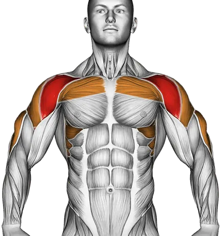Dumbbell Standing Overhead Press — Muscles worked: Front delts, Chest, Serratus, Side delts, Triceps (Front)